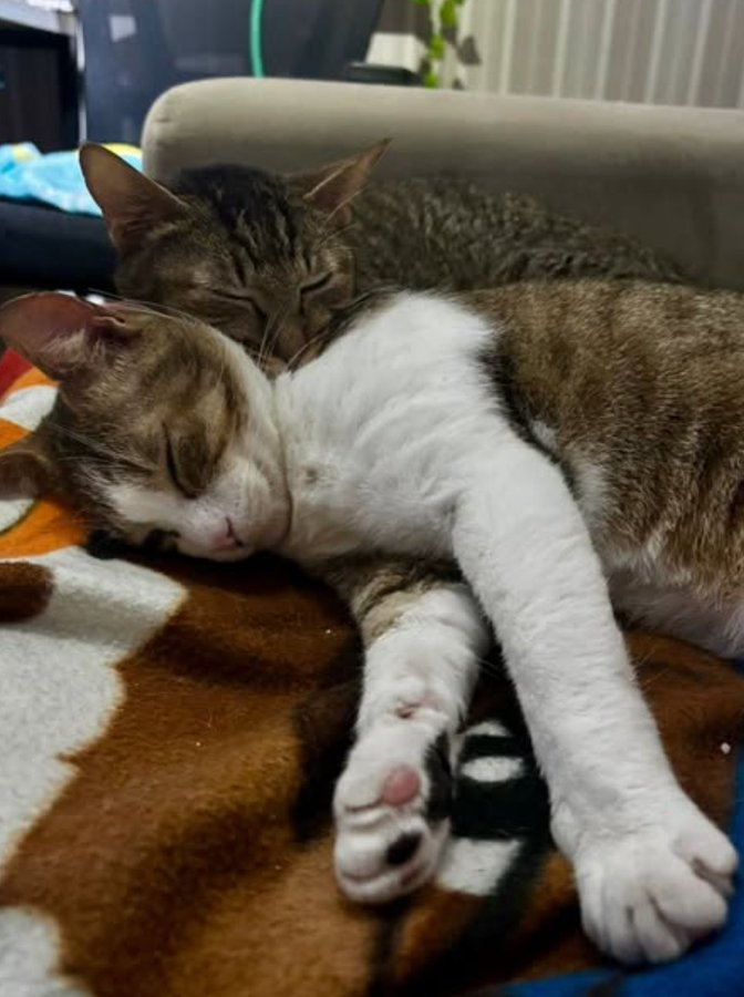 catlandrescue's tweet photo. Tritão e Caravela são inseparáveis há 10 anos. Quando perderam quem cuidava deles, perderam também a segurança e o rumo. Vem adotar esse duplinha grudenta?

adote@catland.org.br https://t.co/sv3YSZg7oU