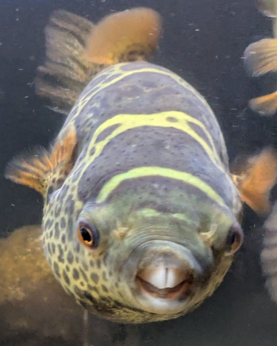 Silque_'s tweet photo. いかつい(？)、いさどい(？)お顔つきのふく丸🐡特集
※写真はすべて昨日撮影📷
※いさどい＝方言で「堂々として偉そう、立派」の意🤭
#インドトパーズパファー https://t.co/nKCVLPKedy
