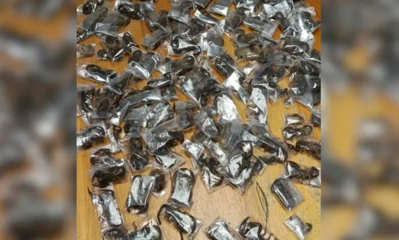 vanguardngrnews's tweet photo. Police arrest man with 150 live venomous scorpions in luggage

https://t.co/6iBFhlyiEC https://t.co/5qbK278pGF