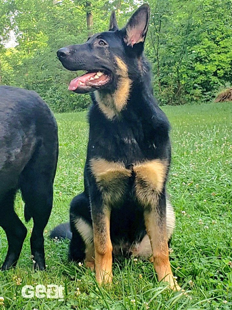 K9Garm tweet media