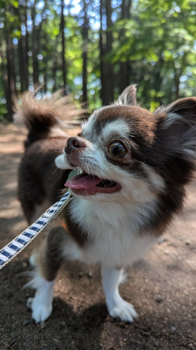 OkomeSora's tweet photo. #犬のいる暮らし #犬 #チワワ https://t.co/qB28IyekUC