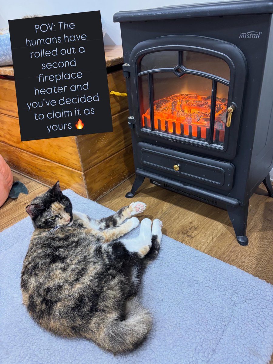 purrsandbeansnz's tweet photo. Zuzu and her feeties approve of the second heater π₯ #wintervibes #keepcalmandkeepwarm #thisminenow #spoiledcat #purrsandbeans https://t.co/GuyPYgb2mH