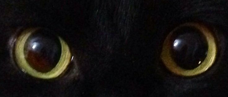 nyxarei's tweet photo. naoya and his kitty's pupils https://t.co/6NFH6KxWNK