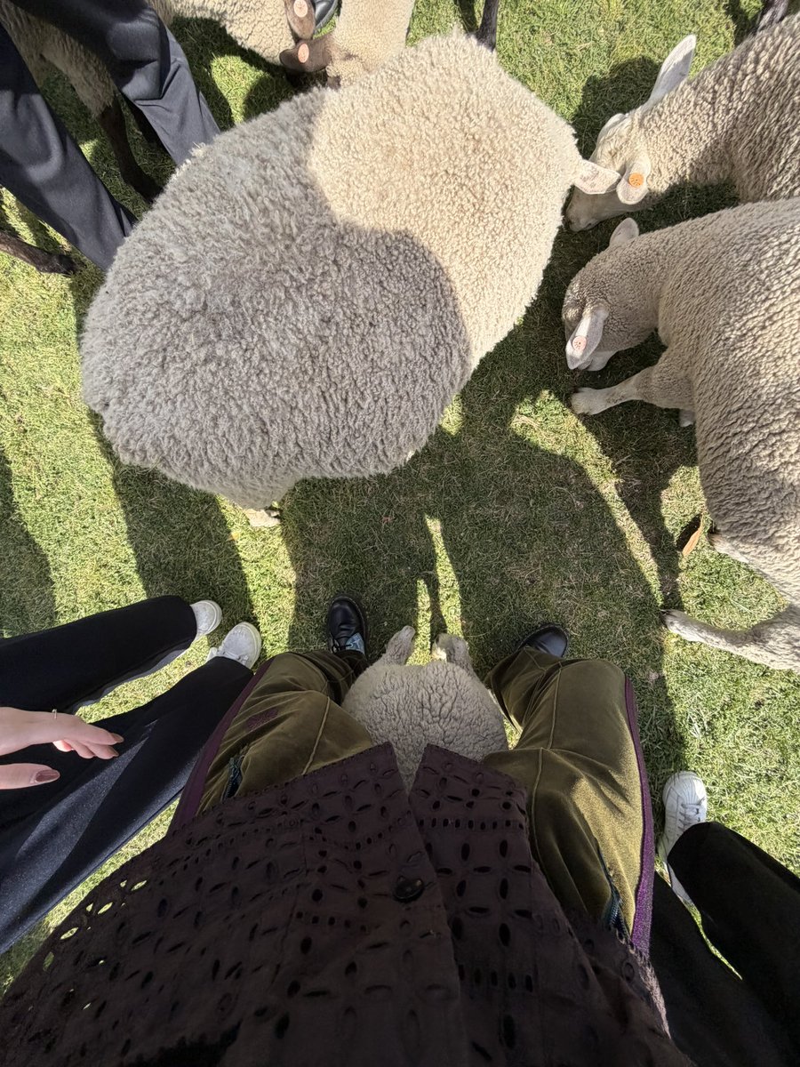 pap1yong's tweet photo. だからお前はもふもふ羊に股下通過されたことあんのかって聞いてんの https://t.co/mCp1GSjlMk