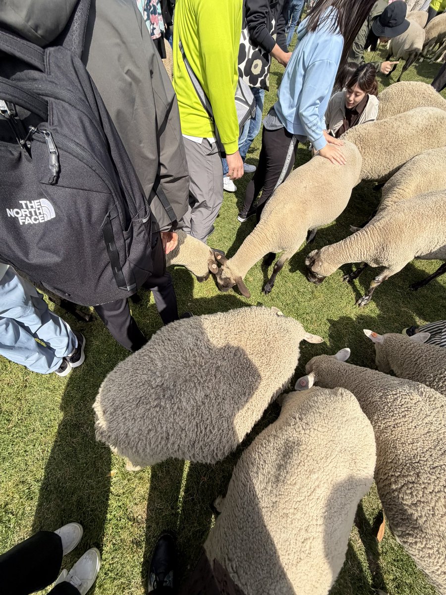 pap1yong's tweet photo. だからお前はもふもふ羊に股下通過されたことあんのかって聞いてんの https://t.co/mCp1GSjlMk