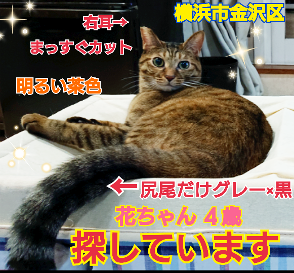 squirrelemi's tweet photo. 猫を探しています。花ちゃん４歳。明るい茶色、右耳がまっすぐカット、長い尻尾だけグレー×黒の縞々模様です。2024年4月11日横浜市金沢区富岡東の自宅から私の不注意で外に出てしまい迷子のままです。皆さまいつめた拡散、リポストありがとうございます。
#猫を探しています 
#拡散希望  
#リポスト願 https://t.co/aWogAL2OD5