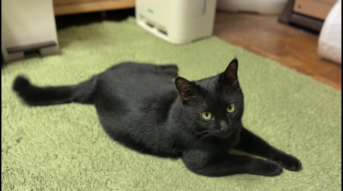 なめらかな背中 #猫 #黒猫 #blackcat