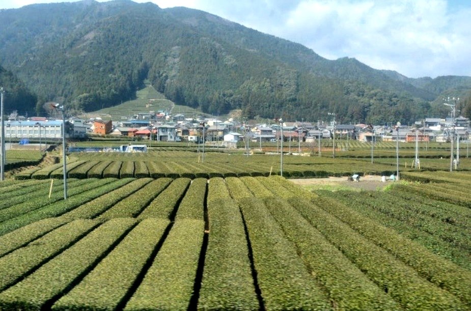 FUNGA0517's tweet photo. @nQqSpm570q6Z4zI 沿線からお手降りしてくれるんですよ。静岡だから茶畑を疾走。ダイハツキャストのCMのように。
ブルーシートかけてあるSLは、トーマス号になるやつ。著作権かなんかの関係で全体が見せられないんだって。 https://t.co/75wazaExBB