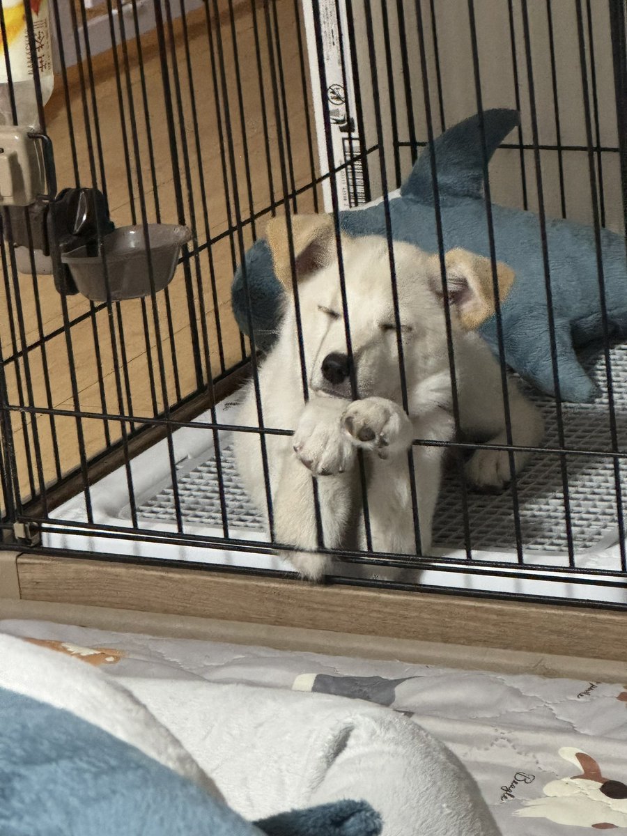 otake621's tweet photo. もずくに弟ができました🐕
じゃこです！よろしくお願いします🥺 https://t.co/H3OMPugm1w