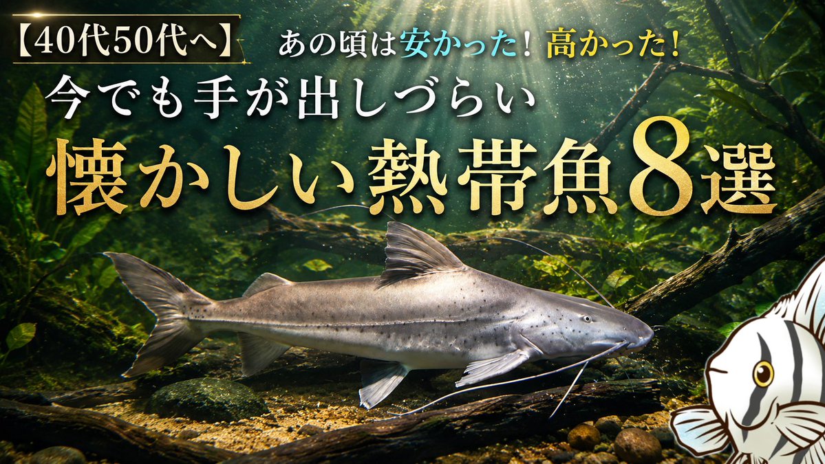 kagenoyume's tweet photo. 動画アップしました⤴️
今回の動画では、90年代、あの頃の熱い情熱を徹底解説する、「あの頃は安かった！高かった！今でも手が出しづらい懐かしい熱帯魚8選」を厳選してご紹介します！

本編:https://t.co/Yofc61ZWkA

#アクアリウム #熱帯魚 https://t.co/u0ZoDlBwws