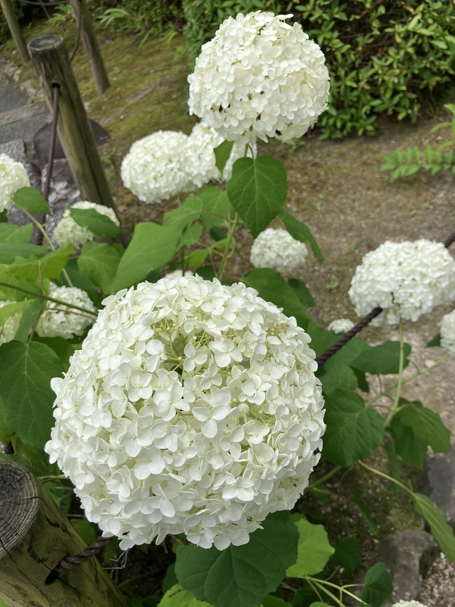EijiHiguchi's tweet photo. 宇治市　三室戸寺の紫陽花です🥰

写真の整理がまだできていなくて💦
小分けにして載せていきますね☺️

六月中旬ですね😊 https://t.co/HirP4do36U