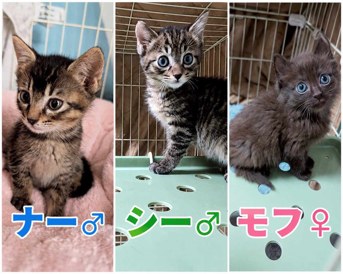 8rjXhLaRHFwK9l2's tweet photo. 🆘#里親募集　#拡散希望

子猫が現在18匹おり、風邪治療等終わりやっと里親募集出来るようになりました🥹
生後1.5ヶ月〜2ヶ月。ウイルス検査全員陰性。関東地方で里親募集中です。譲渡条件はDMにてお問い合わせ下さい🙇‍♀️
※希望が被った場合、兄弟姉妹、2匹以上で迎えて下さる方を優先させて頂きます🙇‍♀️ https://t.co/BfM2YWpOyA