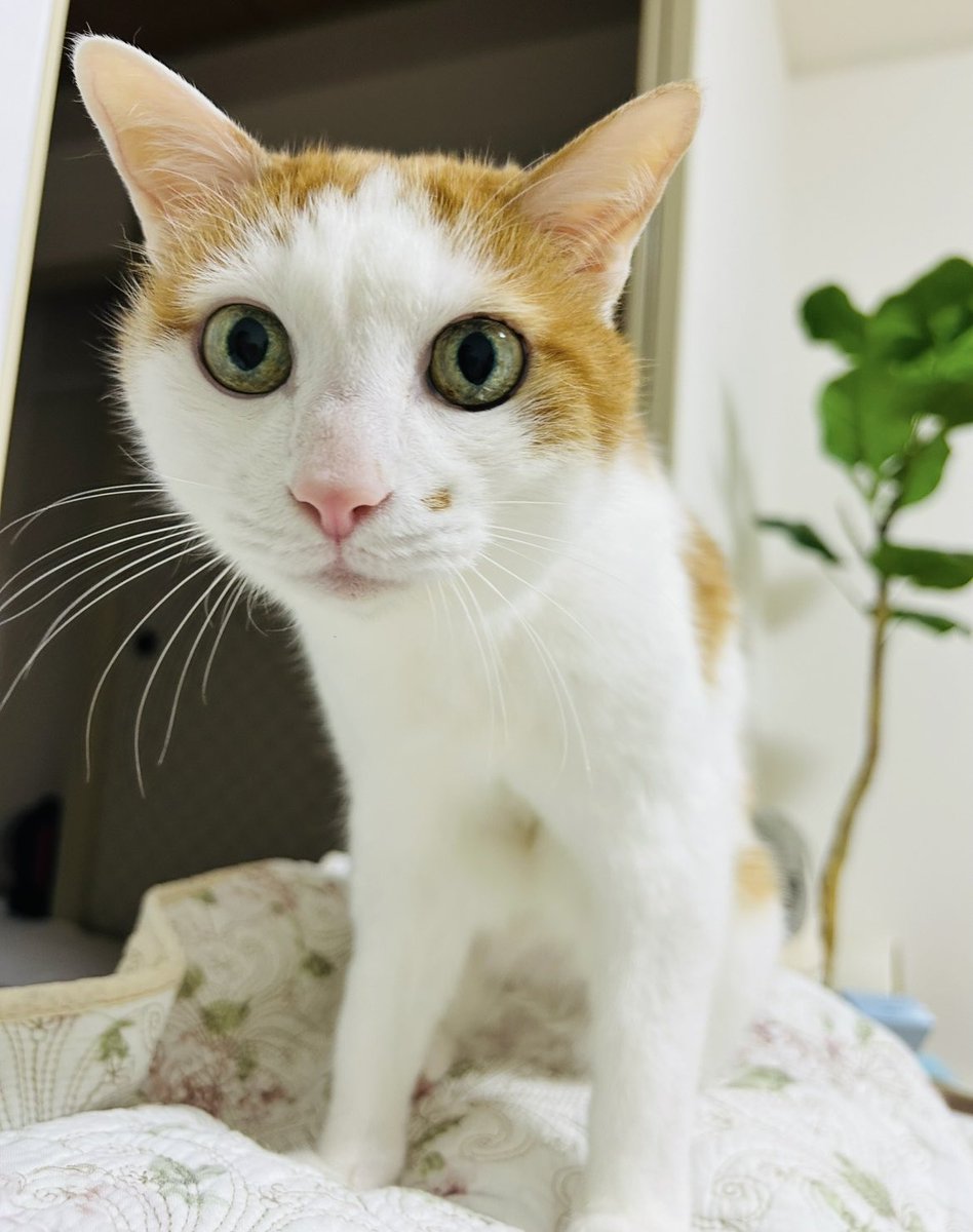 nekozinsei's tweet photo. 帰宅してすぐバイタルチェック🏃‍♀️💨
着替える間もなく、そのまま自宅点滴

1分1秒でも早く楽にしてあげたくて..
で毎日必死に並走🏃‍♀️

自分の事は全部あと🥺

#ハイシニア猫
#猫点滴
#慢性腎不全
#20歳
#毎日12時間お留守番猫
#HANA https://t.co/AE1zgfalxx