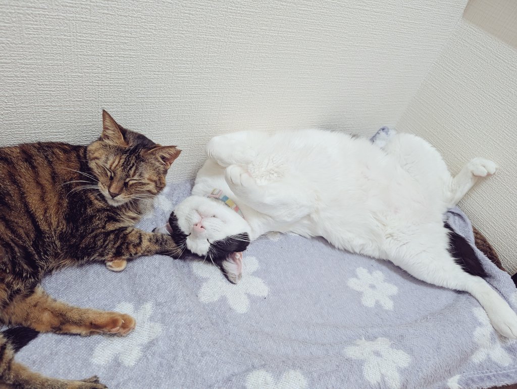 えみちょ🐥 tweet media
