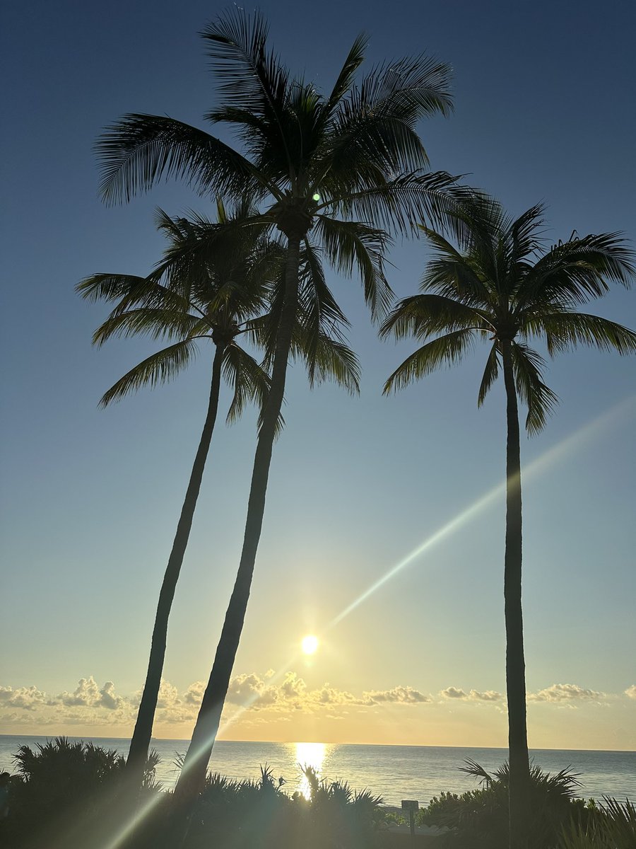 DrJCSpence's tweet photo. 🌴☀️💚 https://t.co/FINCNkt32f