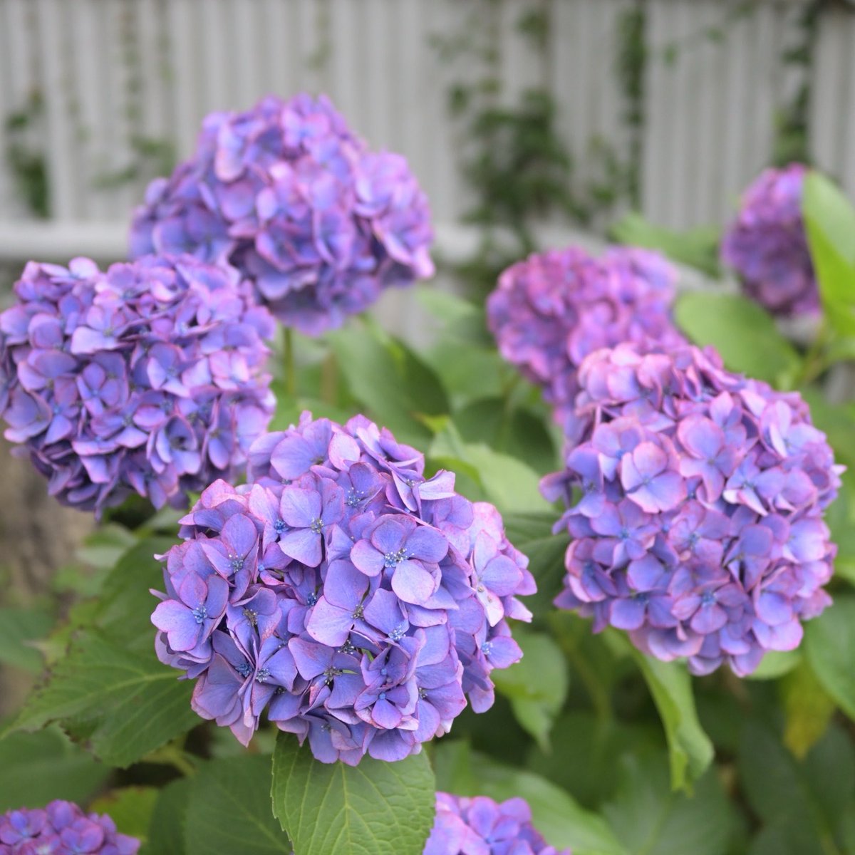 piupop's tweet photo. 家の近所の紫陽花祭り行ってきた https://t.co/xgyutRf0lo