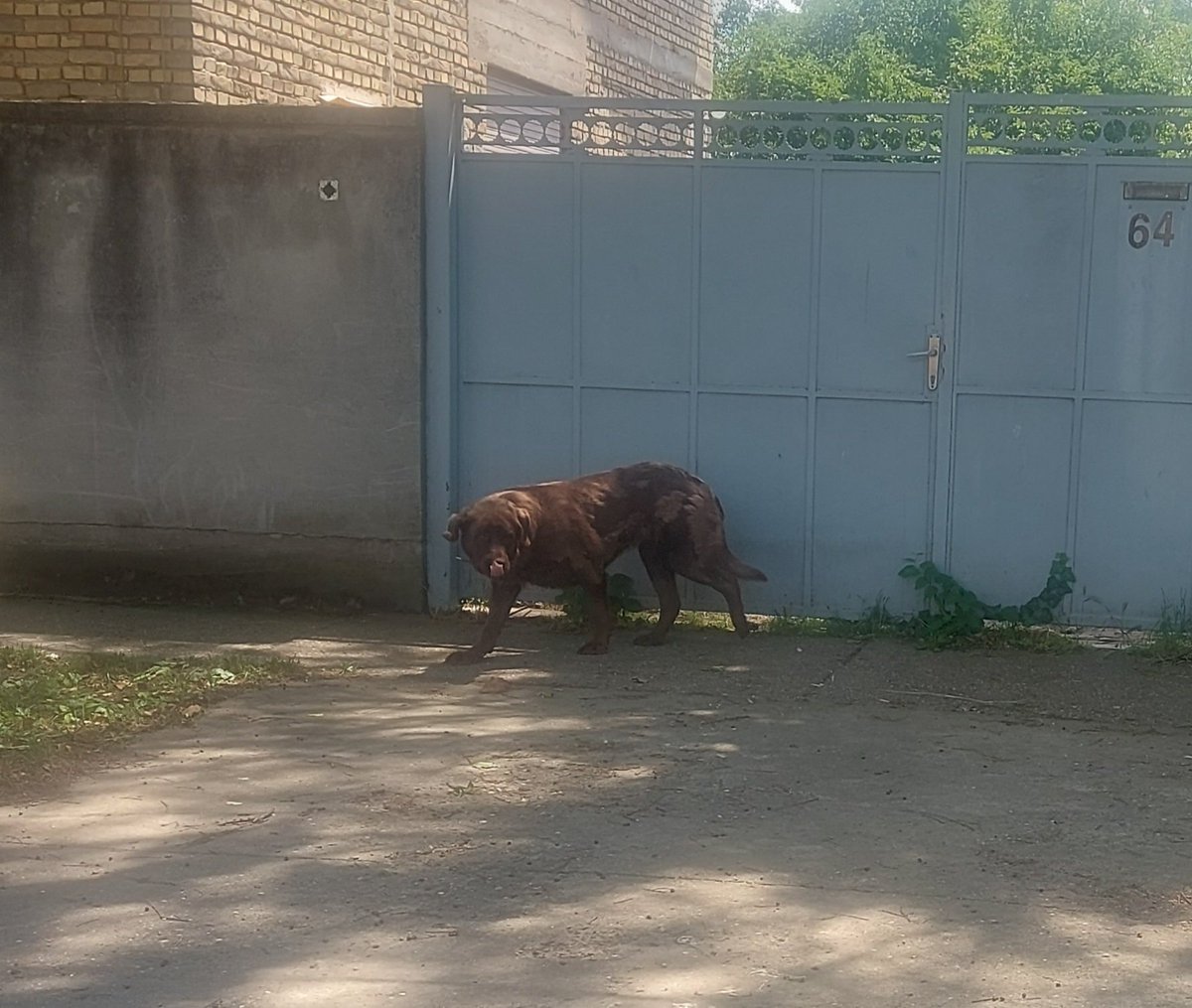 Eglurder's tweet photo. Iskreno se nadam da ovog medu neko traži.
Da nije samo izbačen iz kuće.
Ako ga traži, lokacija je Sombor, Vere Gucunje ulica, ona što vodi na pravoslavno groblje.
Uz nadu da ima vlasnika, retvitujte, molim vas. https://t.co/wtCps9gkqd