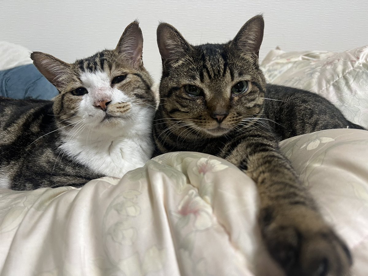 ___Archive_'s tweet photo. あかん、かわいすぎる https://t.co/qZ9j7k30Fw