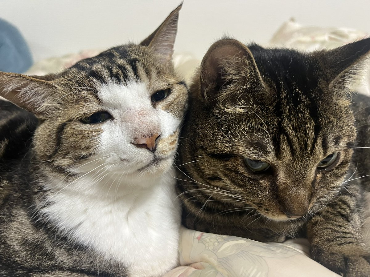 ___Archive_'s tweet photo. あかん、かわいすぎる https://t.co/qZ9j7k30Fw