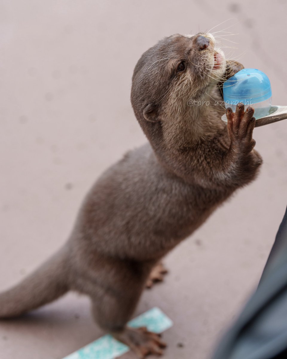 toro_azarashi's tweet photo. 横浜八景島シーパラダイス

ハナ

2026/06/14

#カワウソ #コツメカワウソ 

おやつタイムのハナちゃん😋 https://t.co/9Hq4KsWbyD