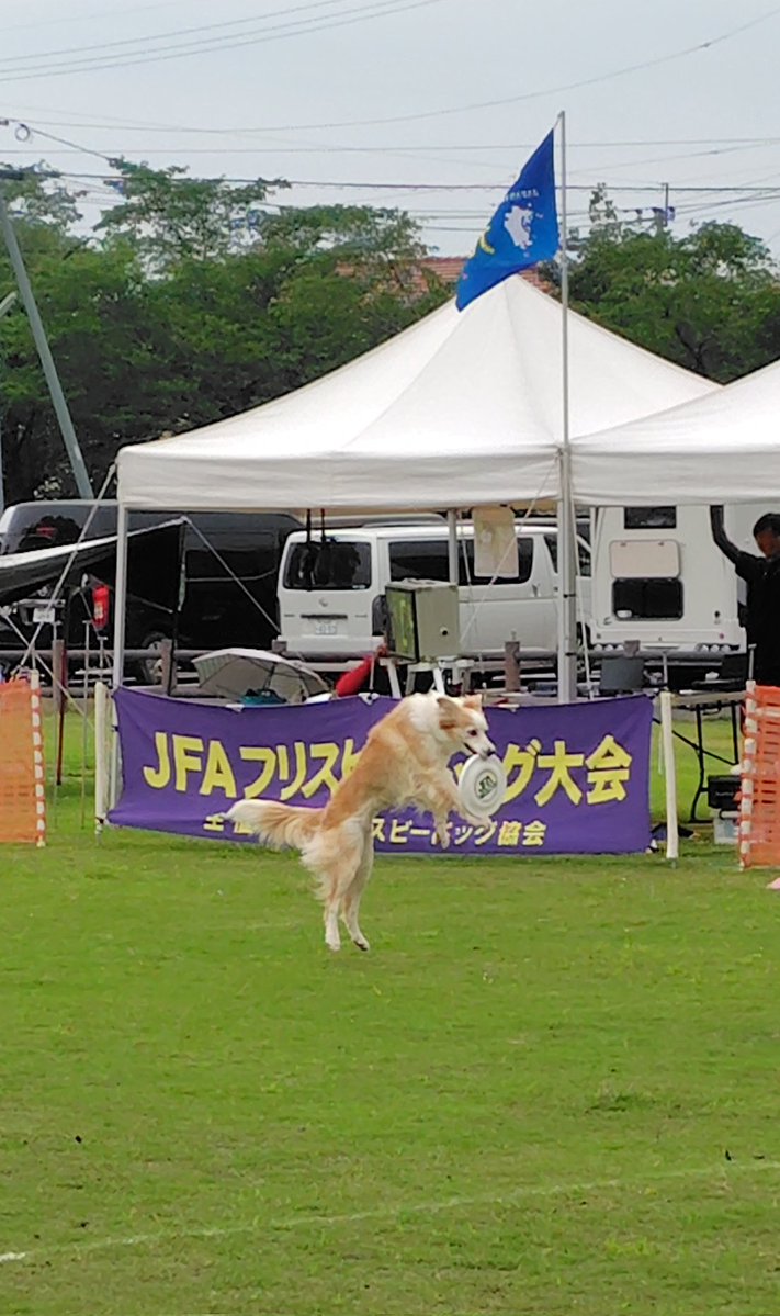 full1207's tweet photo. 本日のみっくん。曇天でもカッコよす٩(♡ε♡ )۶広場ではフリスビードッグ大会があってて、賢くてキレイなワンちゃんばっかりだった🦮物産館には珍しいメロン🍈や、古代米＋こんにゃく米ってのがあった。こんにゃく米気になるな。 https://t.co/3g8qN6huhe