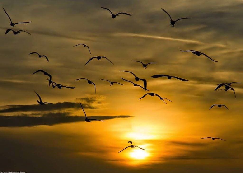 Havenlust tweet picture