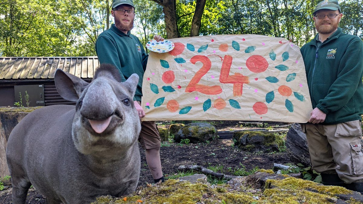 dudleyzoo's tweet photo. POV: You're trying to get a nice birthday photo for socials, but the birthday boy has other ideas! 🤣

Happy 24th to our VERY cheeky Brazilian tapir, Chico! https://t.co/tF7t9h8ZdT