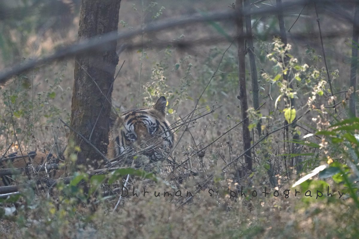 dhruman39's tweet photo. Always #thrilling to watch the majestic #Tiger in #wilderness!😘
#Bandhavgarh is #famous as the #native habitat & the #Bandhavgarhnationalpark is thriving with florishing with more & more #tigers!💪
Kudos to the #protectors of #forest!👏👏
@MPTourism
#DhrumanNimbalephotography https://t.co/Jt2Q9bL3sM