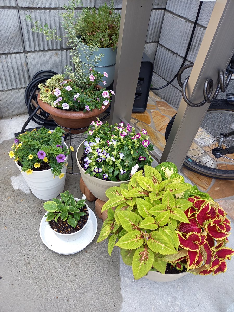 savnorth's tweet photo. 春の花から初夏の花に模様替え

コリウスの葉が元気に育ち、トレニアは第一弾の花盛り

この２種は夏本番にはさらにモッサモッサとボリウムマシマシ

ペチュニアは切り戻し後の株なので、これから沢山の花を咲かせてくれることでしょう🎵

今夜はコンビーフ炒め

#トレニア #夏の花 https://t.co/bAtuCydcG2