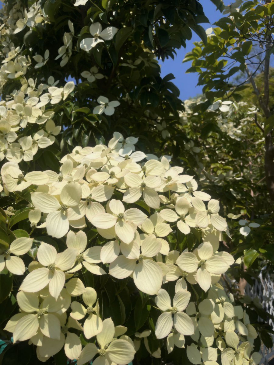 _98hyp's tweet photo. 先日、金沢の石浦神社で購入したお守りのデザインが似ててぱちり🖤 ヤマボウシが綺麗で撮ったんだけど、CD出すのを忘れてしまったよー泣

CDちゃんを連れてどこに行こうって考えたりするのも楽しかったです。素敵な企画をありがとうございました！

#クリープハイプ #くっそ一人旅 https://t.co/29PGea1XLs