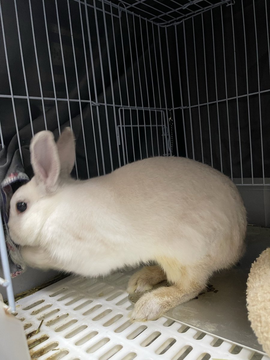 しろちゃんの番ですよ 🐇💨💨