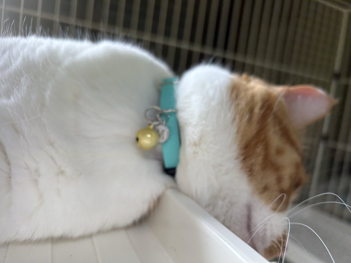 bluege305's tweet photo. デザフェスでフェリーブルーの首輪をオーダーしてくださったMugiちゃんの飼主様✨
国分寺のPOPUP にもお越しくださり嬉しいです😊
ありがとうございます！
Mugiちゃんすごく似合って
とってもカワイイ💖
#猫の首輪 #猫 #デザフェス https://t.co/5uNnc7JudJ
