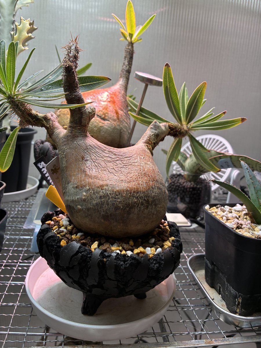 kumagod's tweet photo. 昨日初めて埼玉のエンバイボックスに行ってきました
セキグチタカヒト作の鉢は幾つか持ってて今回脚付の鉢を購入
グラキリスを植え付けてみました
中々良い感じです https://t.co/RbAm8VdpKz