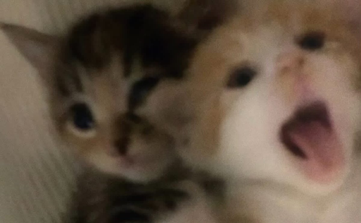 aura with cats tweet media