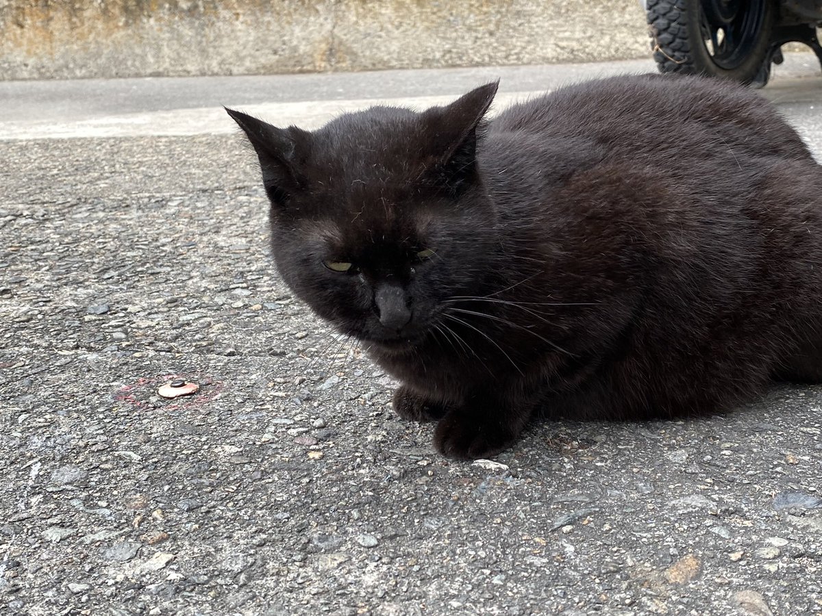 黒猫ちゃんの方は、5年前に来た時と同じﾈｺﾁｬﾝｯかも