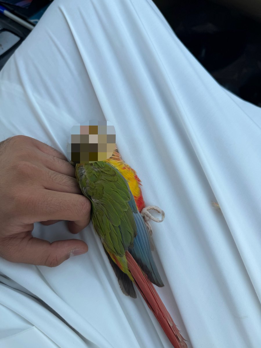 Closefir's tweet photo. توفى أمس حيواني الأليف وقطعه من قلبي بين يديني
كمية المشاعر الحزينه المتراكمه ماتنوصف كان ينام معي وطول يومي العب معه ومرات كثيره أرجع البيت بس عشاني مشتاق له

وسبب التويته أي شخص مر او بيمر بهالشيء تذكر انك عيشته عيشه كريمة وكان مبسوط معك وبيكون شفيع لك يوم القيامة ان شاءالله https://t.co/XwzNnPCmHl