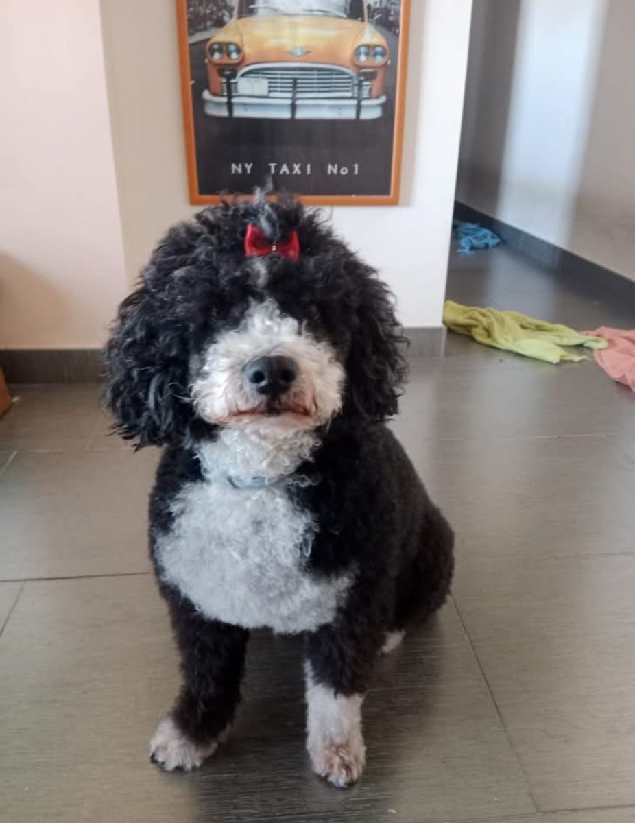 MarioliRm's tweet photo. Malaga
Trufa de 10 años es una preciosura q no ha tenido suerte,estuvo adoptada pero no se adapto😥menos en un hogar que se trunco
Trufa es especial,ahora aqui esta estresada,es alegre,celosa y muy inteligente😊
Le das ese hogar?🙏🙏🏿
Contacta 📩 Geriatrico@protectoramalaga.com https://t.co/r8VqjbyqfX