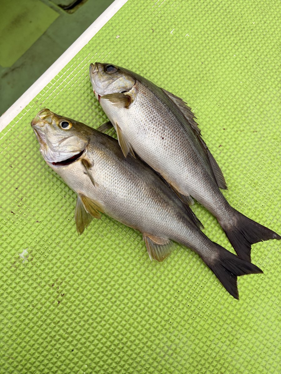 tyuta524's tweet photo. 今日は、ムツ六でウィリー五目🎣
好調のイサキ狙いですが、昨日から釣果がガタ落ちで、心配でしたが釣果回復せず、ご覧の通り〜😢
久里浜沖ダメで剣崎沖行ってもダメ🙅 https://t.co/sROSAuQDSV