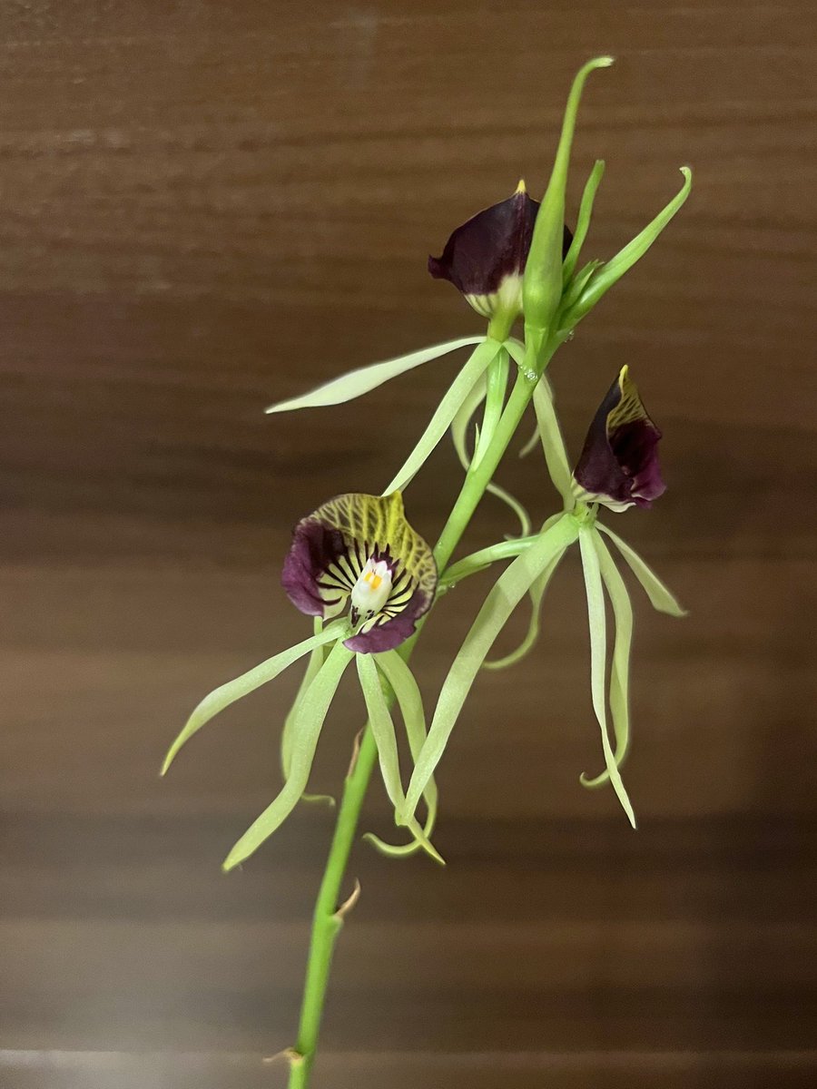 kashauwer's tweet photo. 9匹捕獲しました🐙

凧揚げ🪁みたいに伸びてる

Prosthechea (Psh.) cochleata https://t.co/Rxj3RzbNnl