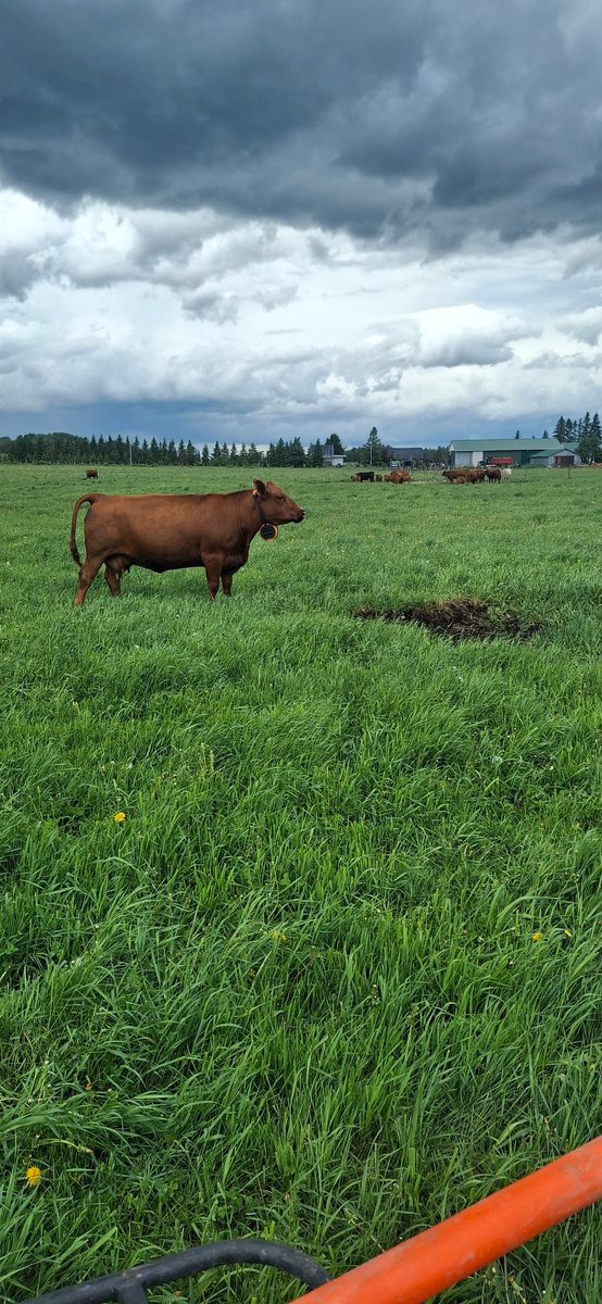desrochersfarm's tweet photo. Got a few collars on. See how they work? #Gallagher #eshepherd https://t.co/bHA2HyRxcB