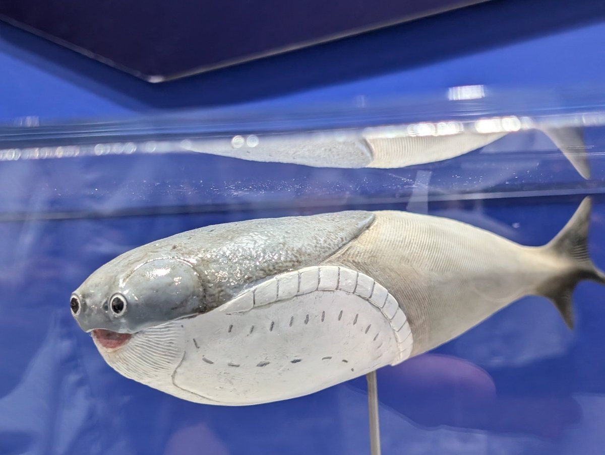 Hal_May_Sat222's tweet photo. 古生物大好き10代女子と名古屋 https://t.co/SloCsFdTHO