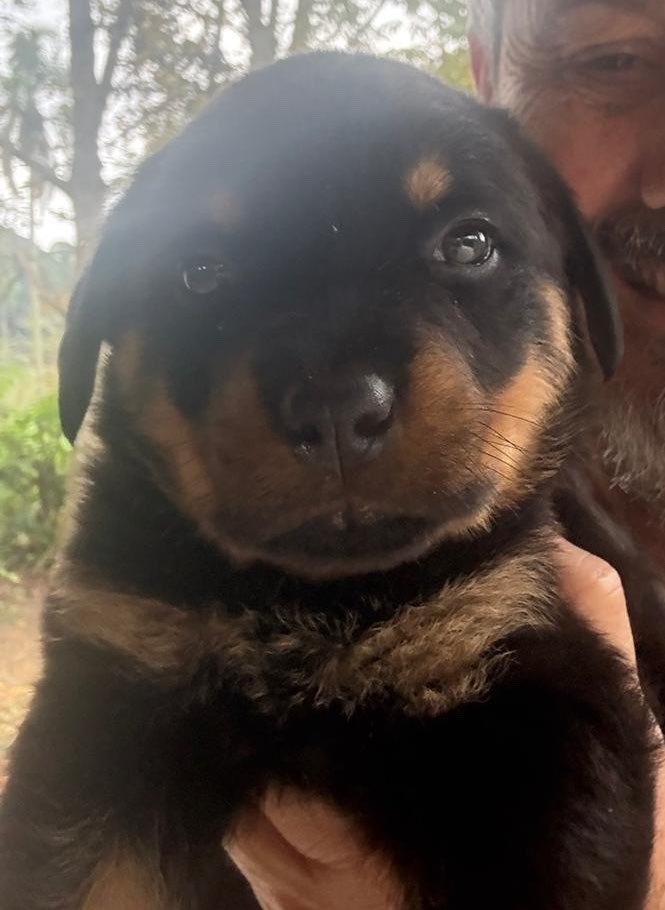 brudoof's tweet photo. meu pai tirando foto da filhotinha nova da família pique o meme do cachorro https://t.co/eyyCA3O5aK
