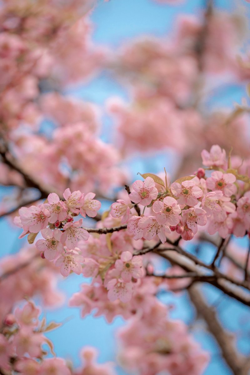 T_Tahan's tweet photo. Spring is in the air! Just saw cherry blossoms blooming by the park gate, sunshine on my face and a light breeze – perfect little Saturday vibe. https://t.co/XOoGnIavGd