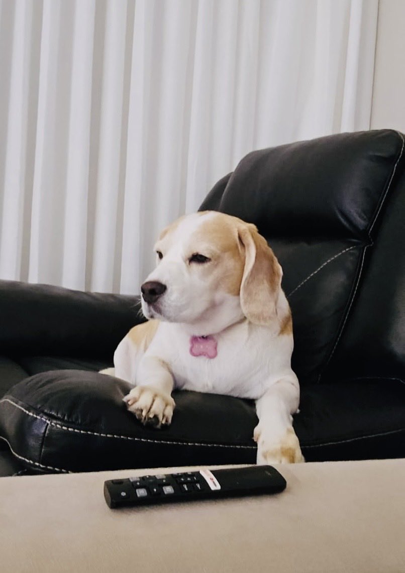 bameras's tweet photo. @beaglefacts https://t.co/i4FFLjejC3