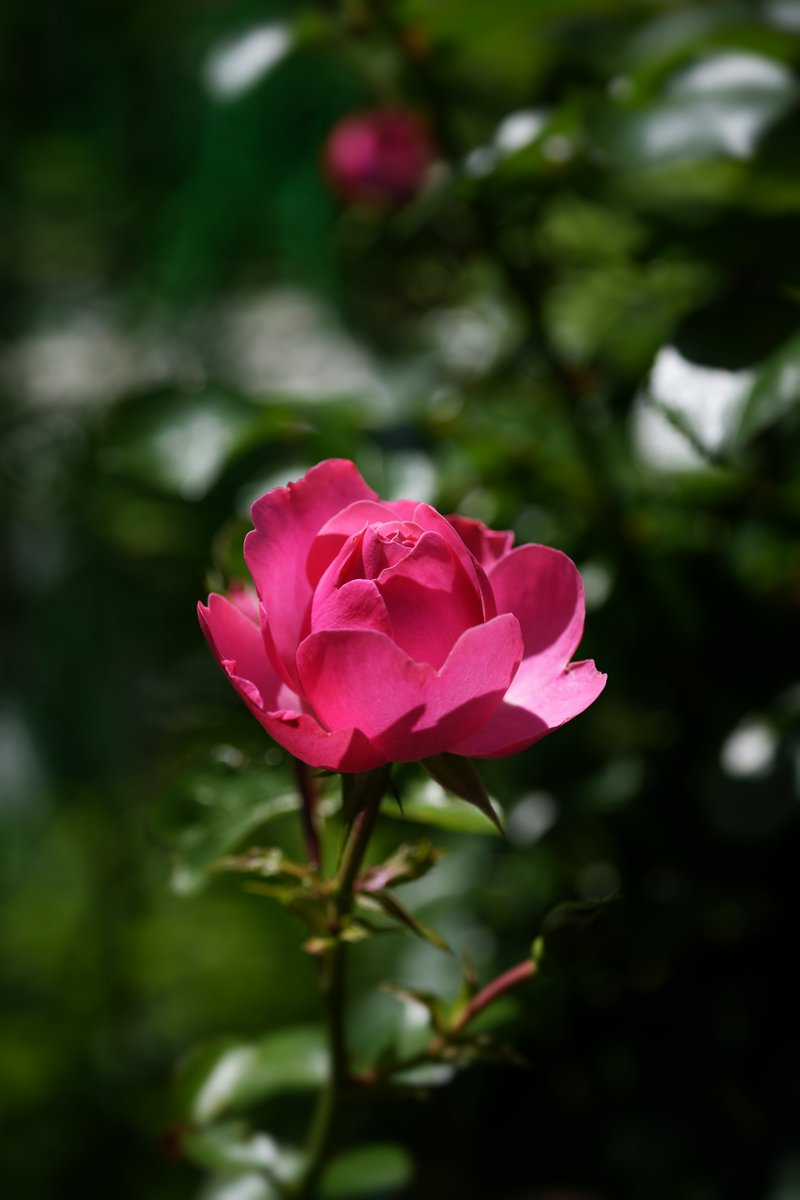 ko_oji616's tweet photo. #TLを花でいっぱいにしよう 
#せんだい農業園芸センター https://t.co/RPiBNkYznx