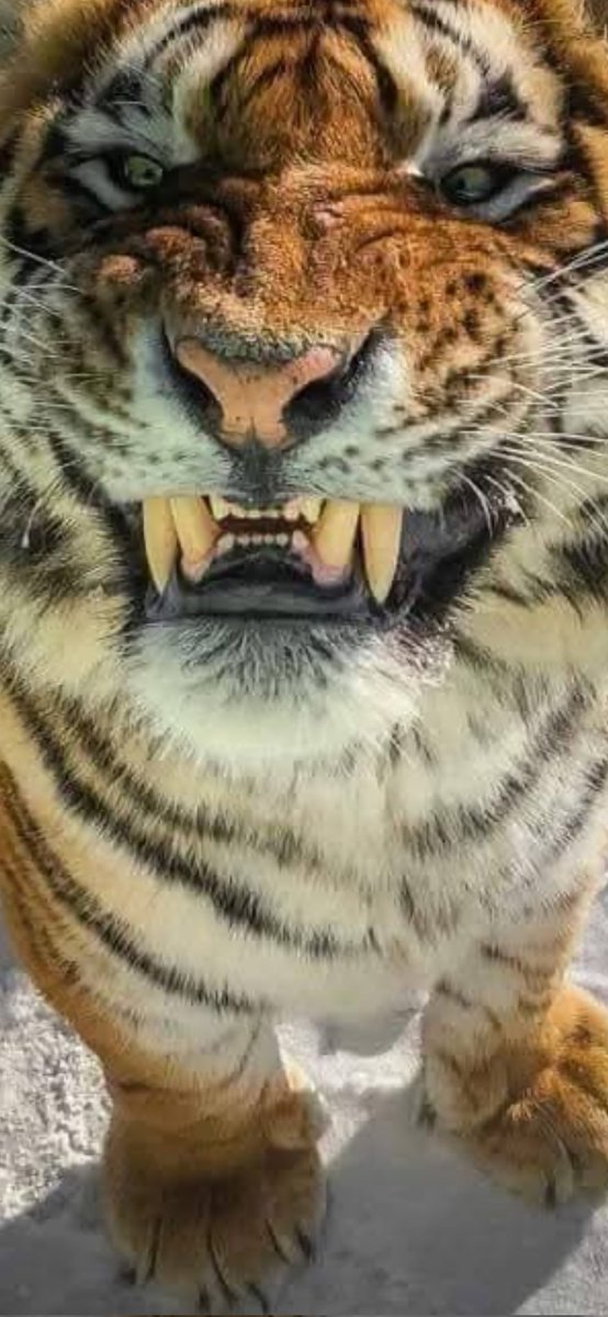 Noahs7s's tweet photo. @De234Genius @PM_ViktorOrban @realDonaldTrump Th https://t.co/bNio2lCFjD
