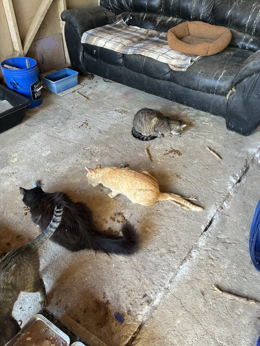 Siouxbear08's tweet photo. I didn’t want to get up today, tonight starts trapping innocent Kittys again! Only 2 so far, but I still can’t get them out of my mind! They should have been fixed &amp; returned! All the hard work &amp; help from u all the last 6 yrs. down the tubes!🐈‍⬛🐈🐈‍⬛💔💔🥺😩😭🆘🆘 https://t.co/wLSQasn6aC