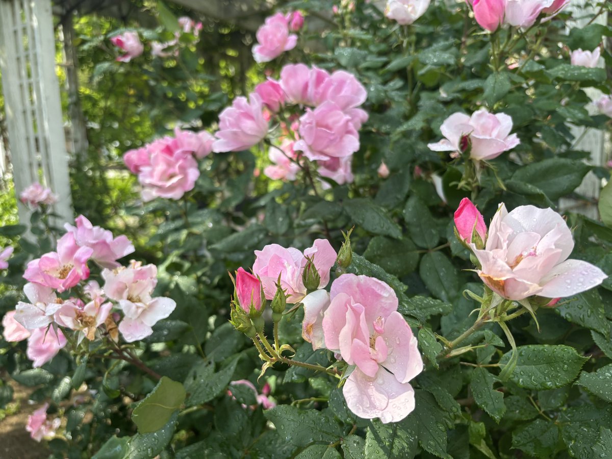 saijyu's tweet photo. ねぇさんはすこぶる元気に39ちゃい。
相変わらず花の名前は知らない。

薔薇とか撫子とかクレマチス位はわかったけどね🤔

あと息子がコンプライアンスいうから顔モザ。
息子ももう10歳で、小5になりました┏○ﾍﾟｺｯ早いですねぇ。 https://t.co/Qlz8EMsT5f