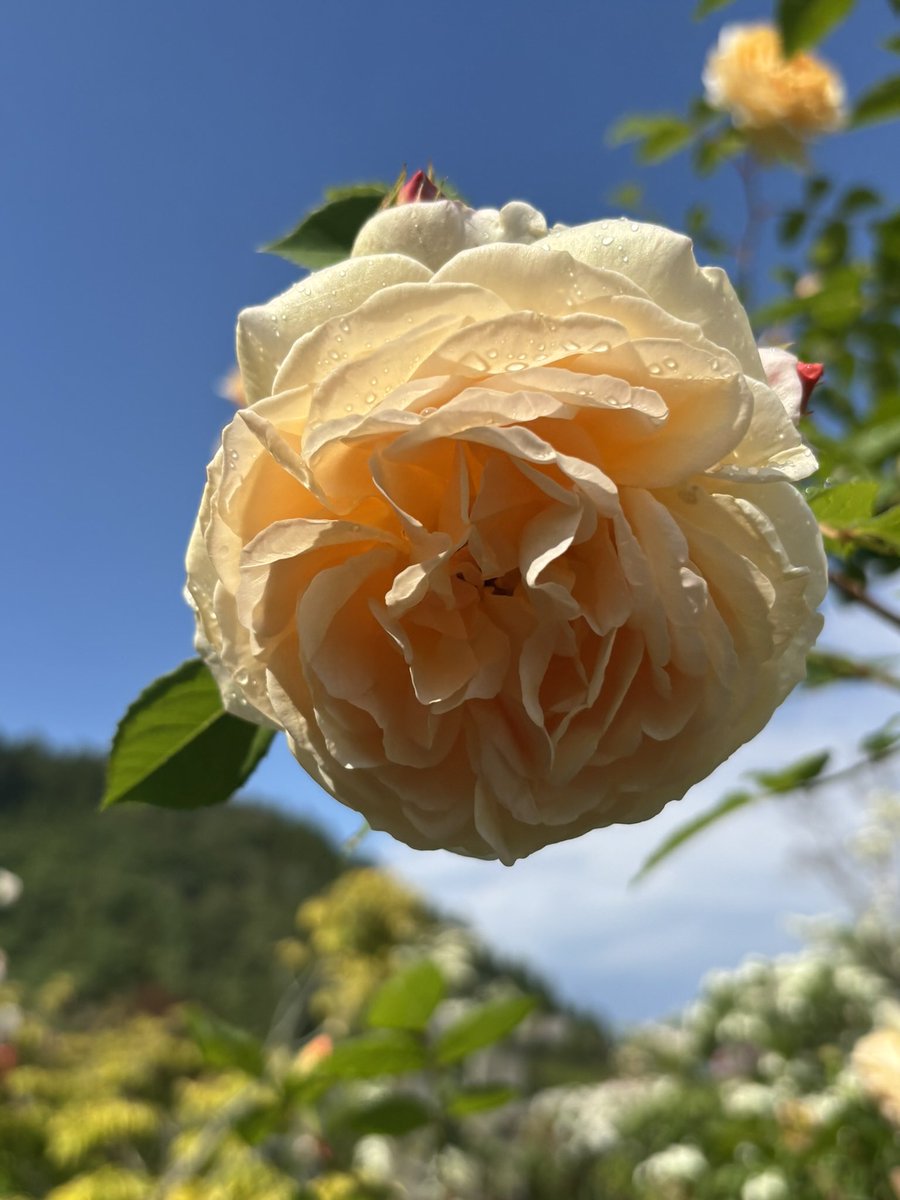 saijyu's tweet photo. ねぇさんはすこぶる元気に39ちゃい。
相変わらず花の名前は知らない。

薔薇とか撫子とかクレマチス位はわかったけどね🤔

あと息子がコンプライアンスいうから顔モザ。
息子ももう10歳で、小5になりました┏○ﾍﾟｺｯ早いですねぇ。 https://t.co/Qlz8EMsT5f