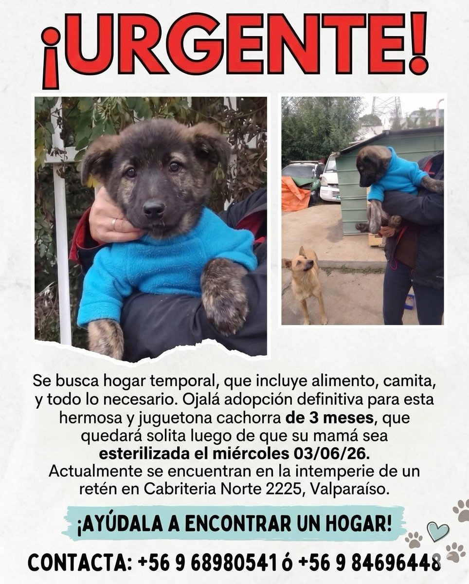 eltuitdemarsh's tweet photo. ¿Ayudamos difundiendo a esta cachorrita, de 3 meses, para que encuentre un hogar para siempre?
#Valparaíso https://t.co/pv3lsXvXDO